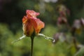 Red rose is beautiful blossoms flower in the park